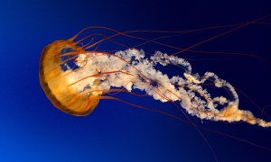 Jellyfish ocean swimming