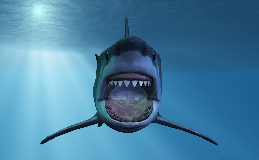 shark-grooveshark-shutterstock