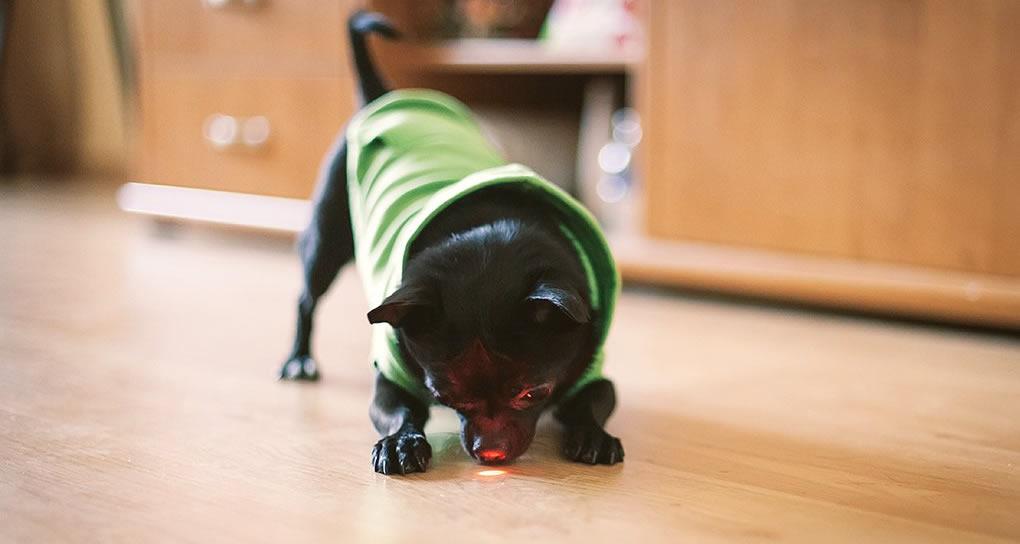 Rocky playing with Petcube