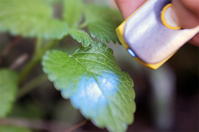 pocket sized molecular spectrometer tells chemical makeup foods scio sensor kickstarter