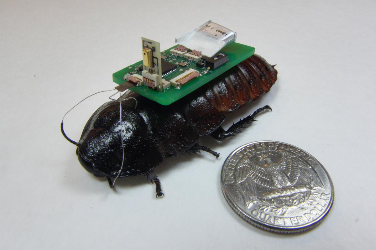 Cyborg Cockroach