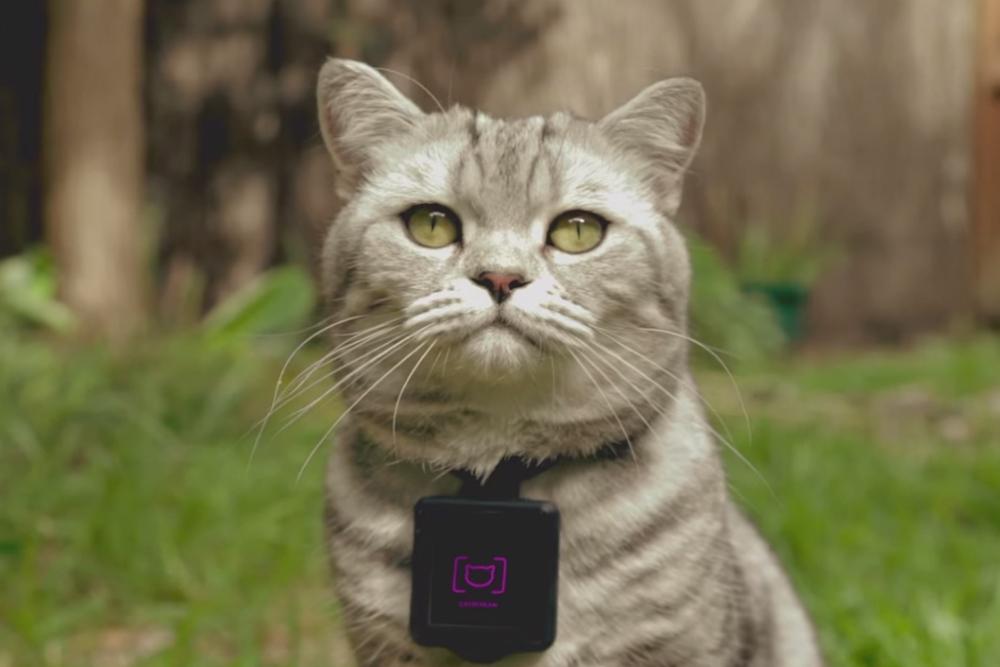 catstagram wearable for cats catstacam