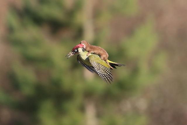 woodpecker weasel photo