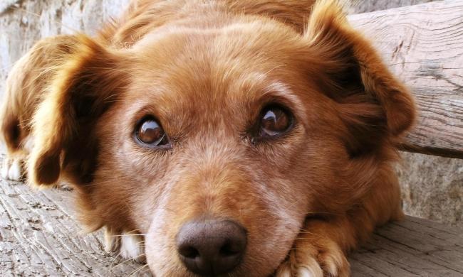 finding rover facial recognition app dog face big eyes