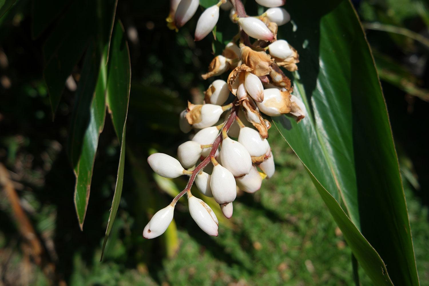 Samsung NX500 sample flowers