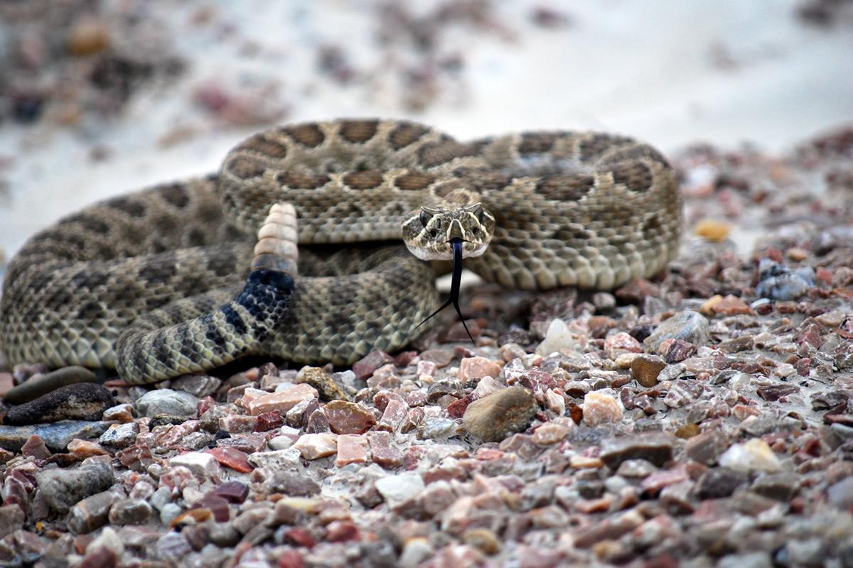 rattlesnake