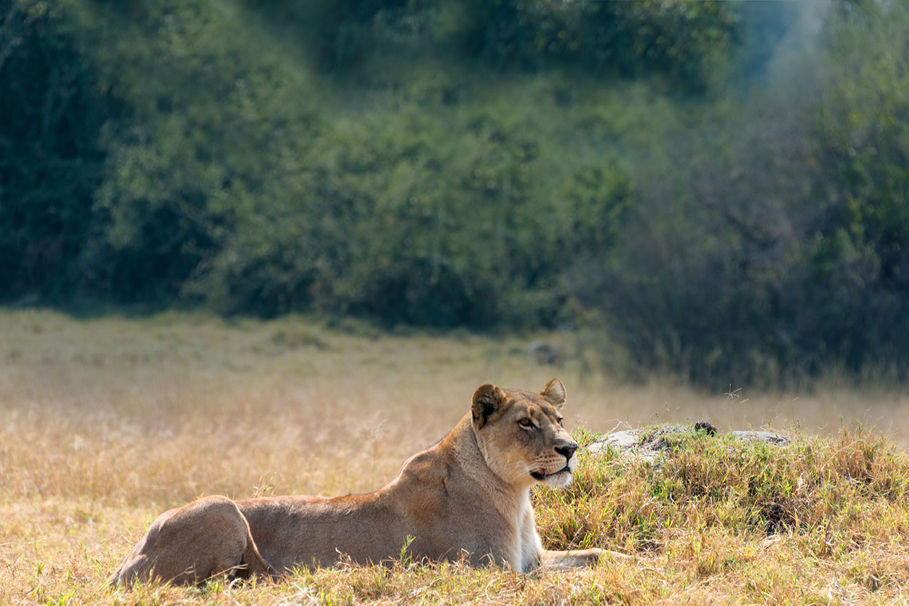 natgeo leading social brand toms and national geographic lend a paw to big cats