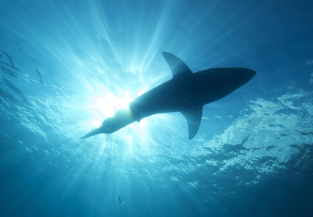 drone kitesurfer great white shark