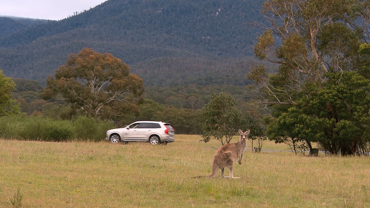 Volvo Kangaroo Detection Technology