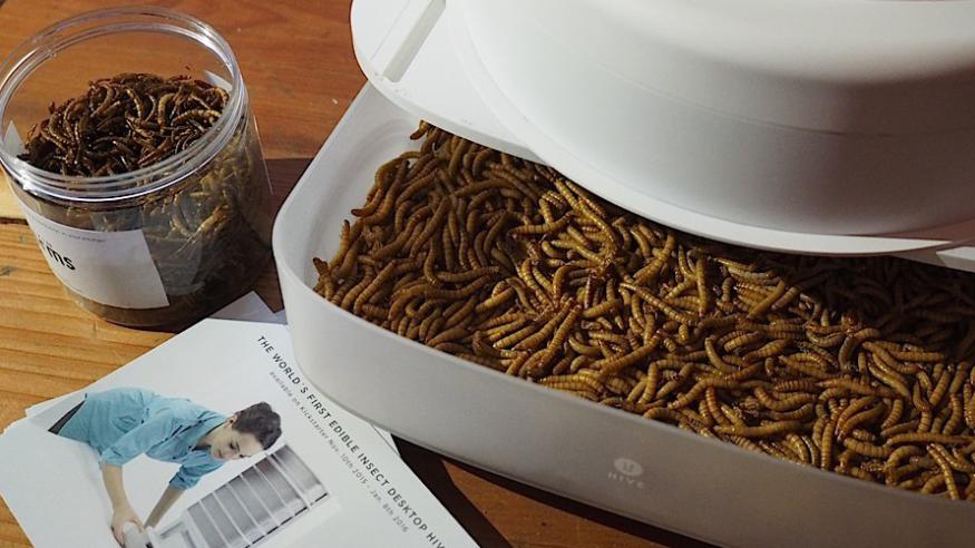 livin farms desktop hive makes edible mealworms 008