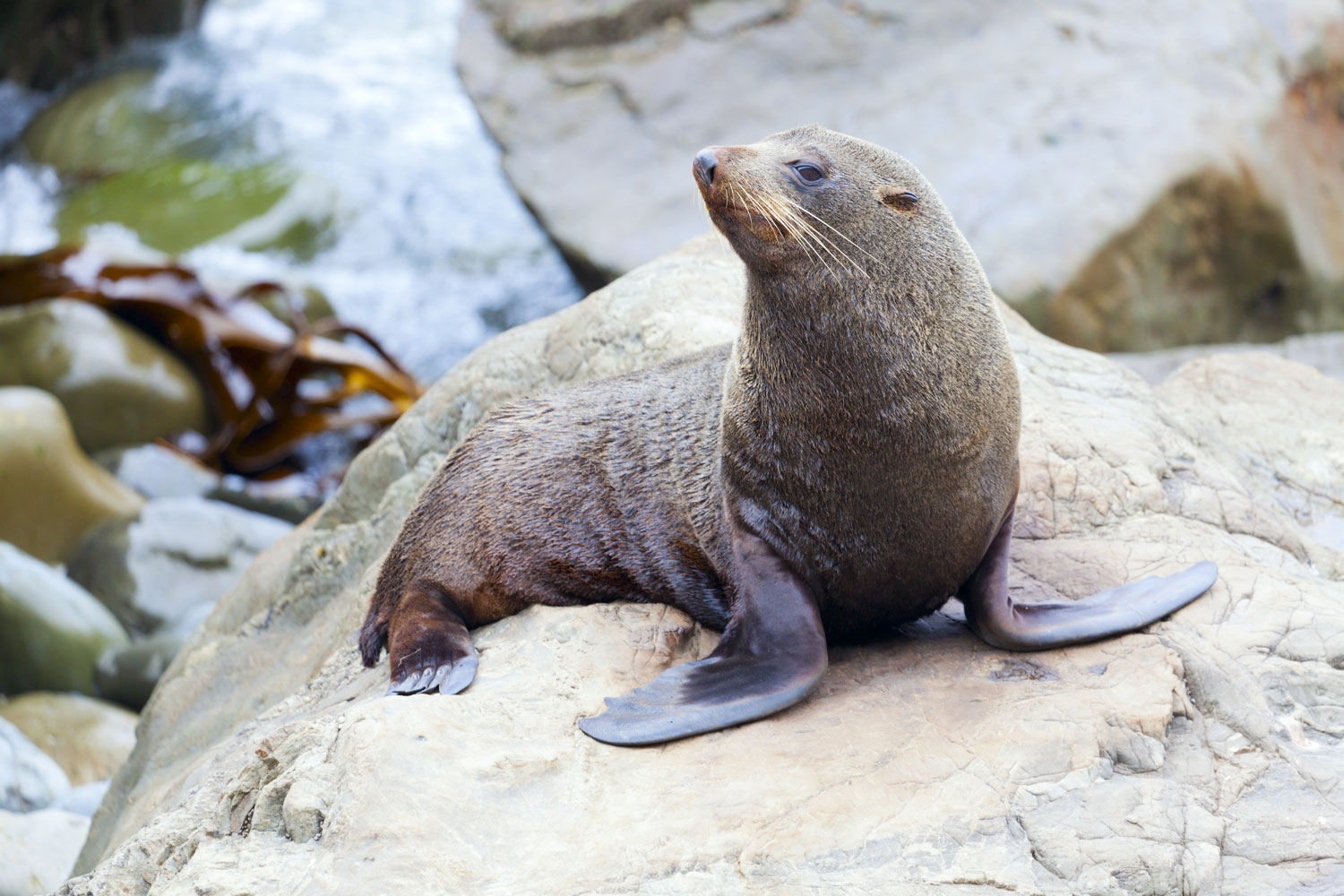 sea lion flipper subs