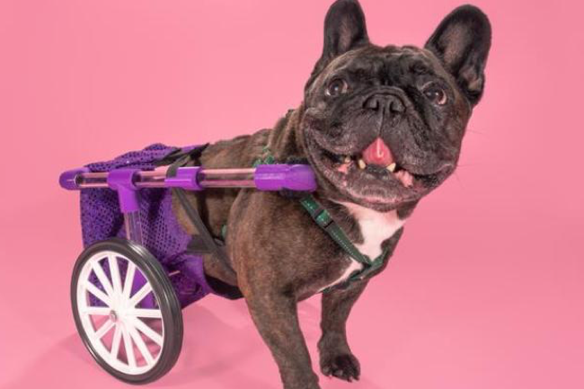 3d printed dog wheelchair figo1a