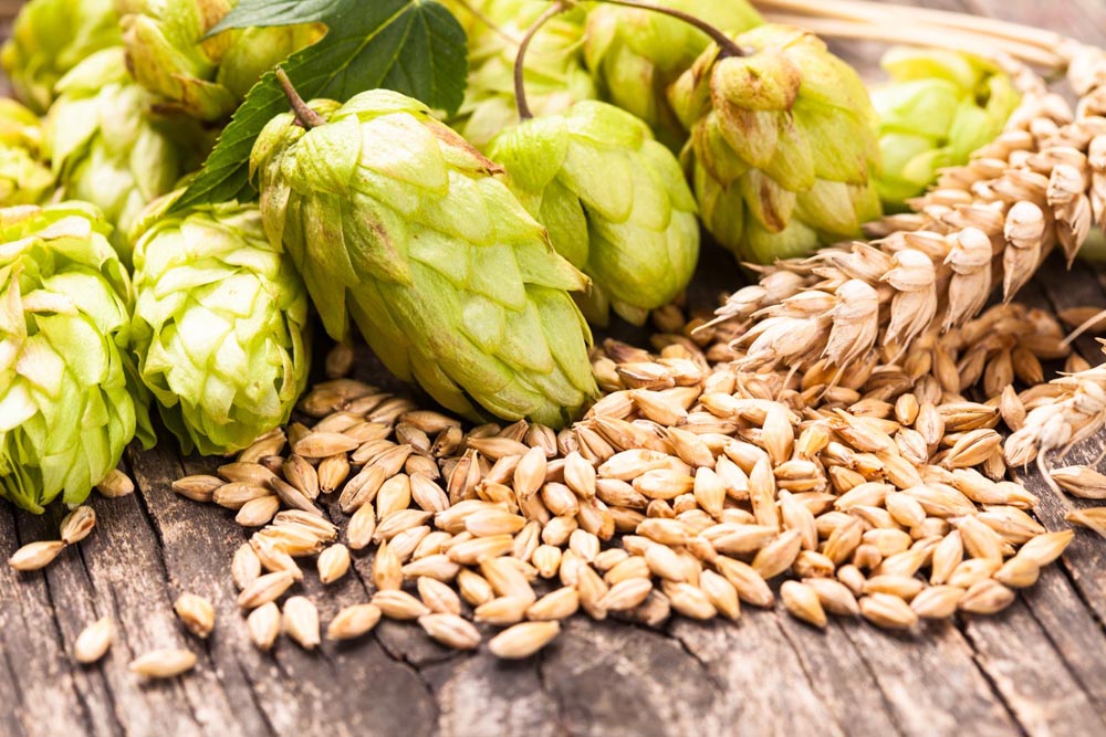 scientists using hops to develop new antibiotics 32930388 ml