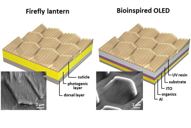 research oled firefly firefly01