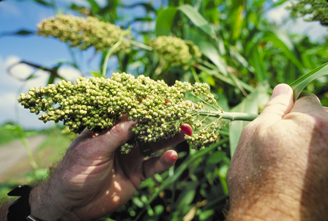 sorghum biofuel drones