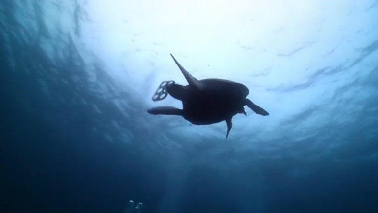 edible biodegradable six pack rings save ocean are completely and will keep plastics out of the oceans