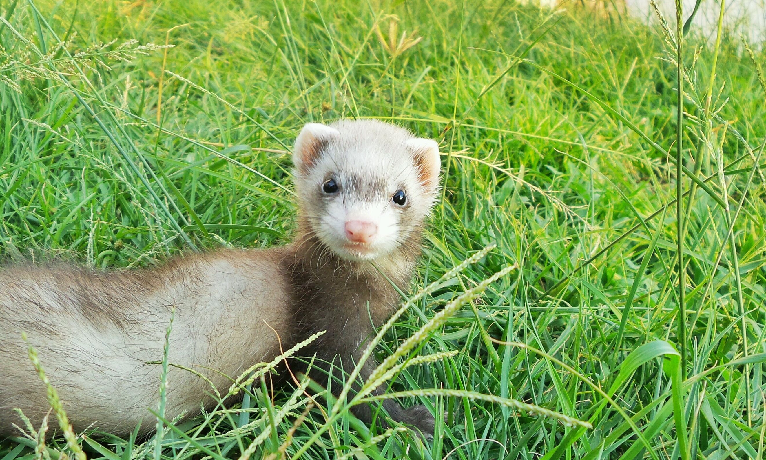 drones mandms prairie dogs ferrets 26832872  ferret