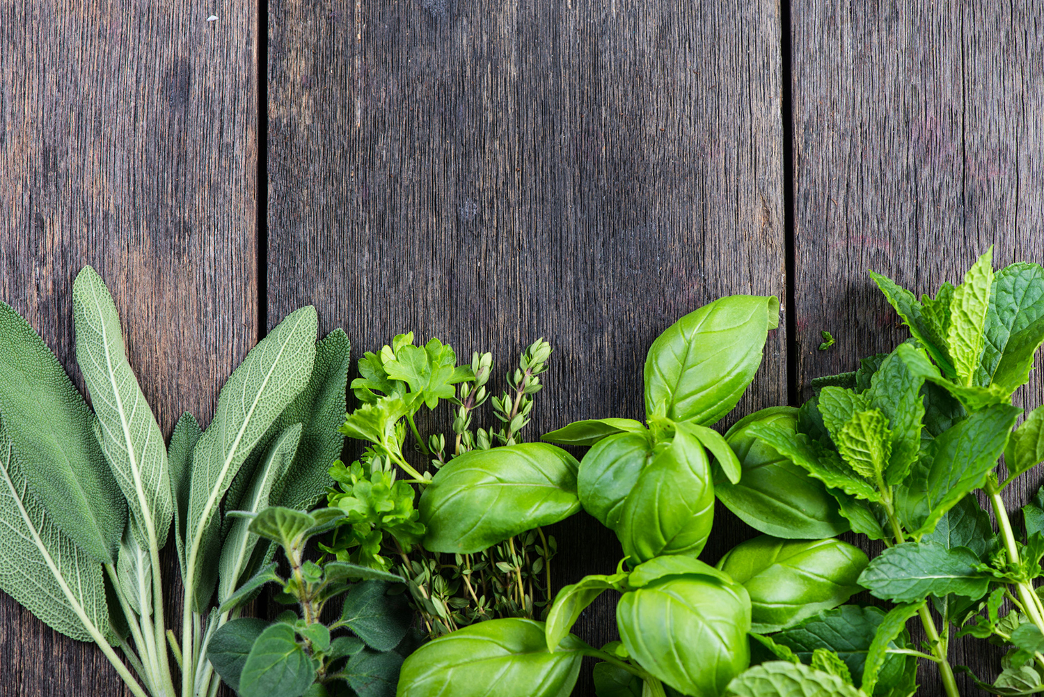 how to grow herbs indoors 40545079  fresh from garden on wooden rustic background