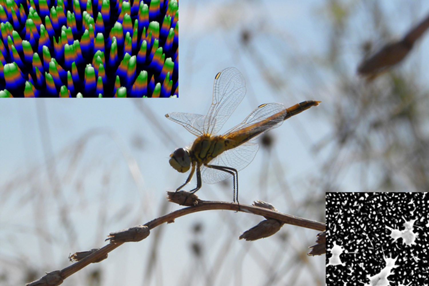 bed of nails dragonfly