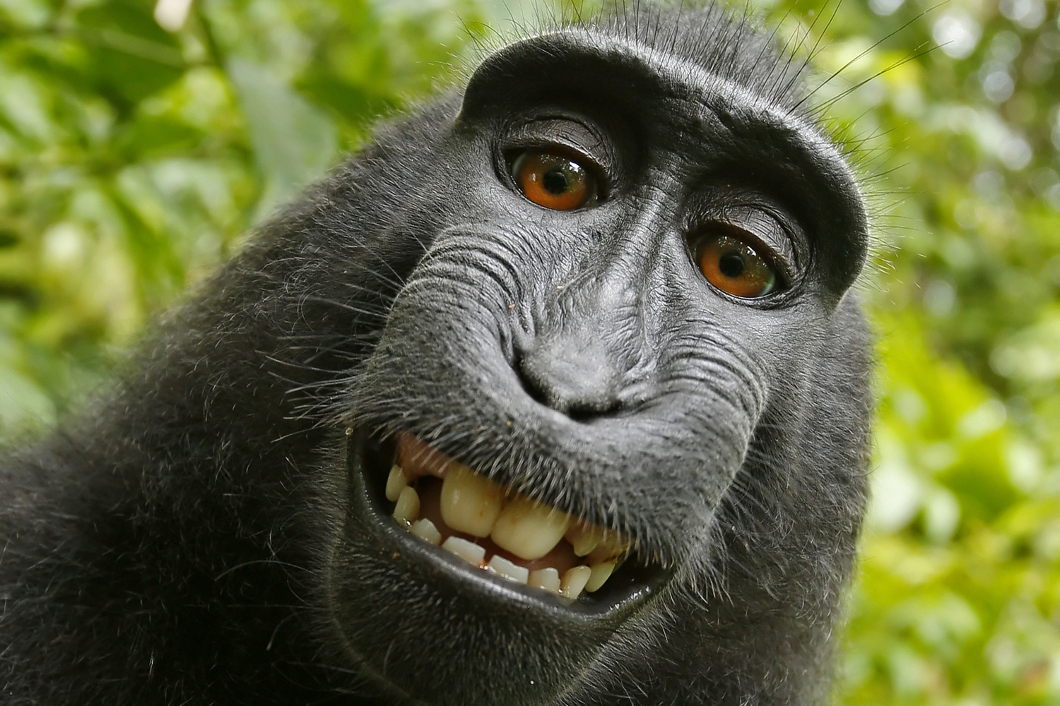 peta appeals monkey selfie lawsuit david slater takes