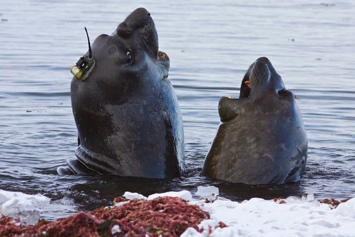 seals sensors