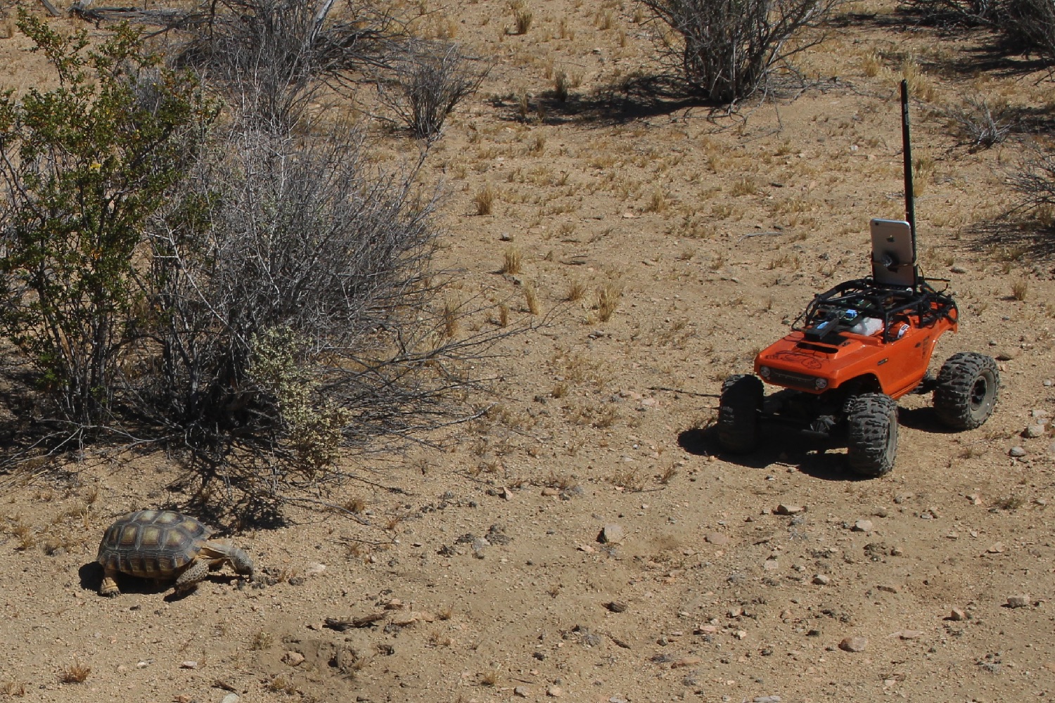 hardshell labs desert tortoises hercules and rover