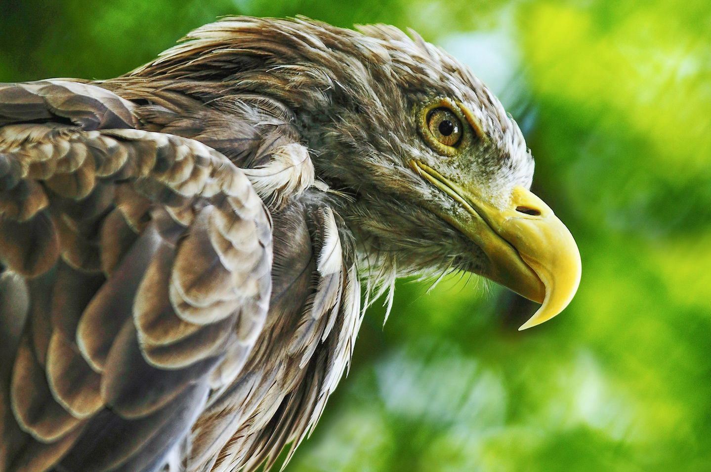 eagles attacking drones eagle drone