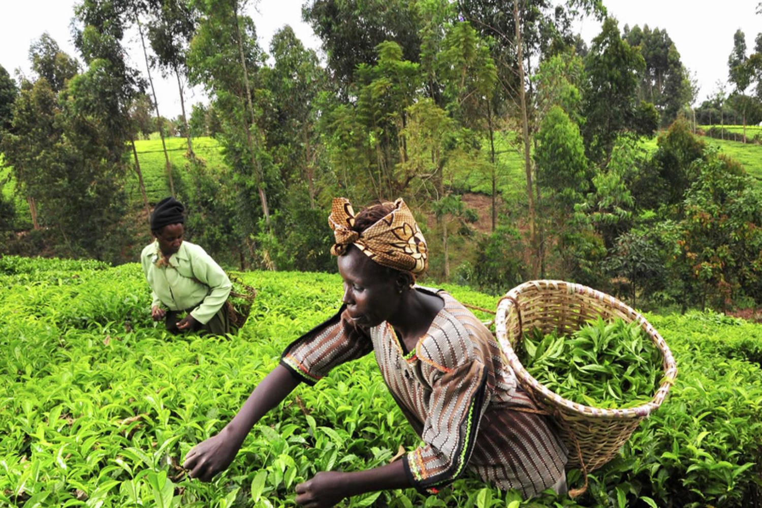 bioclay pesticide alternative plantvillage