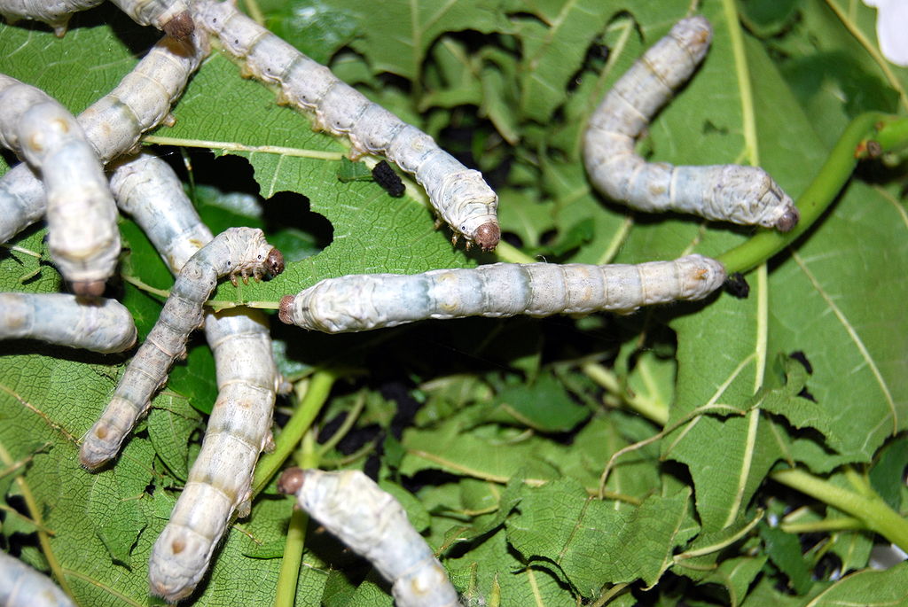 silk based material silkworm