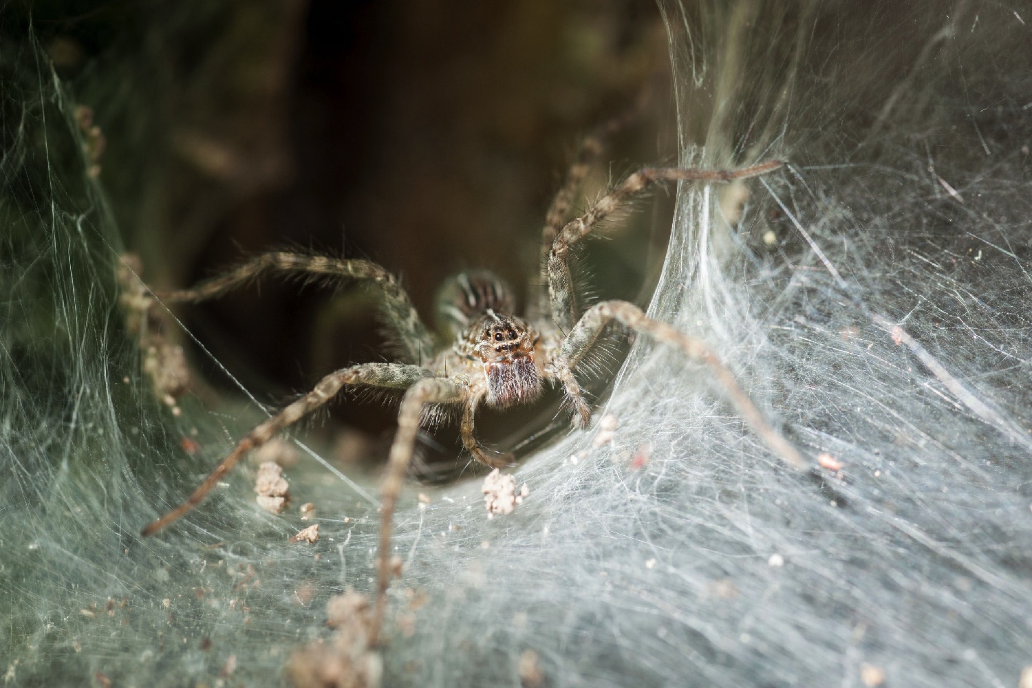 spider web in labs 50803579 l