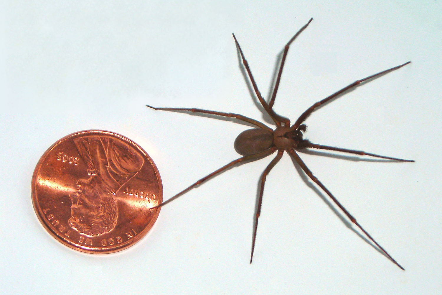 brown recluse silk brownrecluse