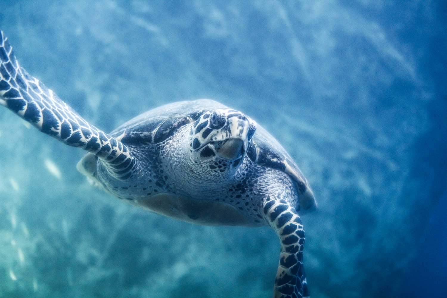 parasitic robot turtles mind control human turtle interface