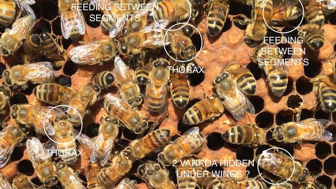 bee scanning app kickstarter mites