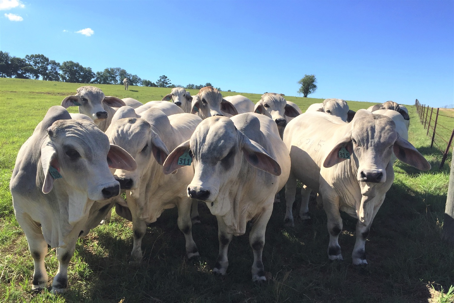 heat-resistant cows