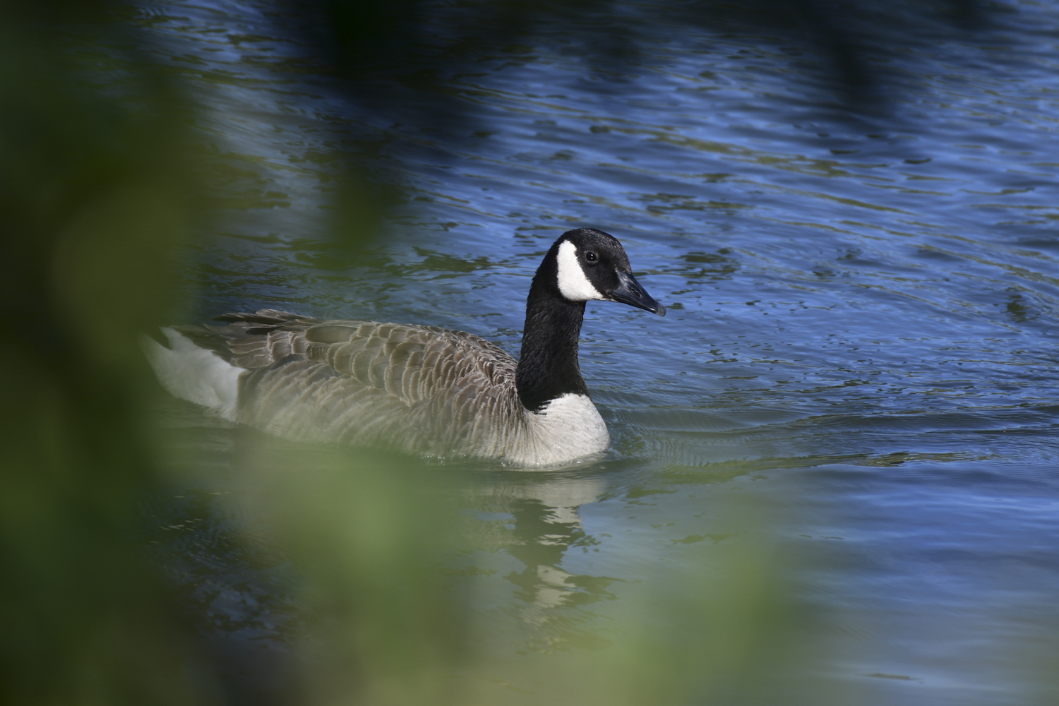 Duck sample shot from the D7500