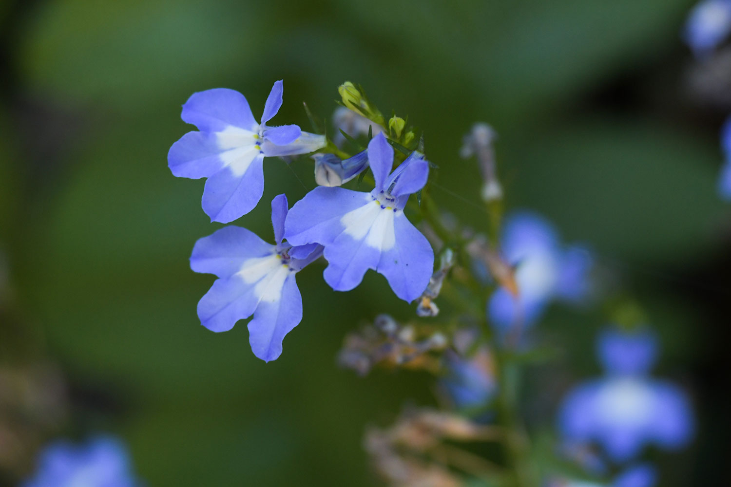 Lensbaby Velvet 85 review sample photo