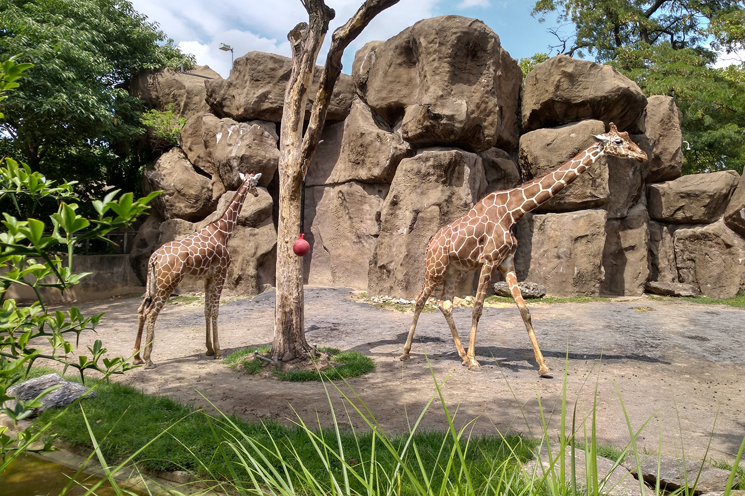 Alcatel Idol 5S review camera sample giraffe