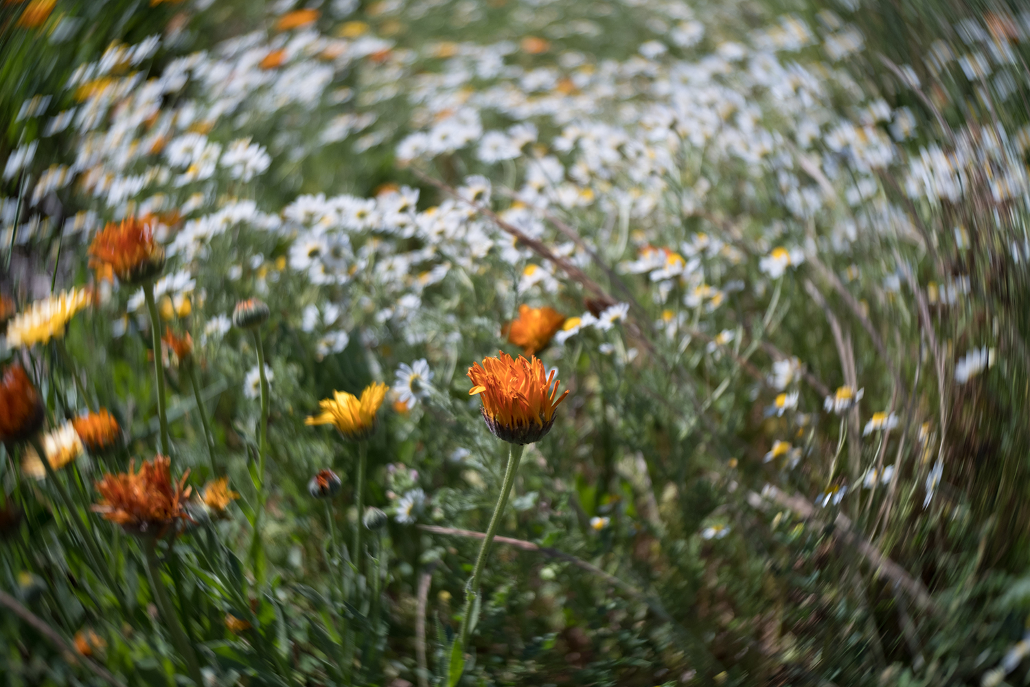 lensbaby trio 28 review sample image flower