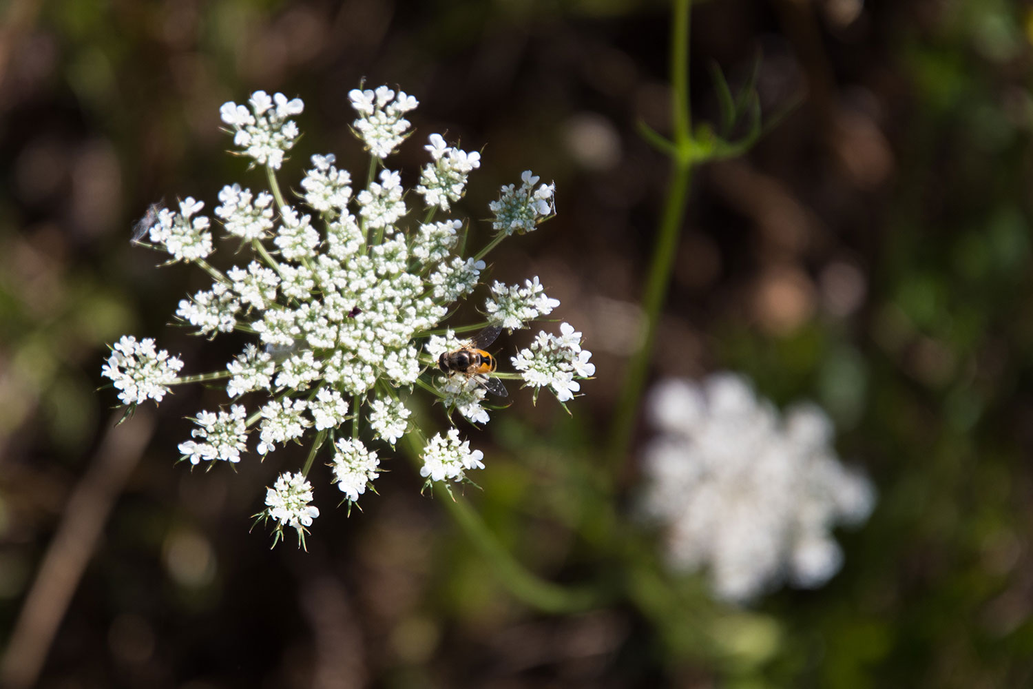 nikon 16 80mm f2 8 4e ed vr review sample 1