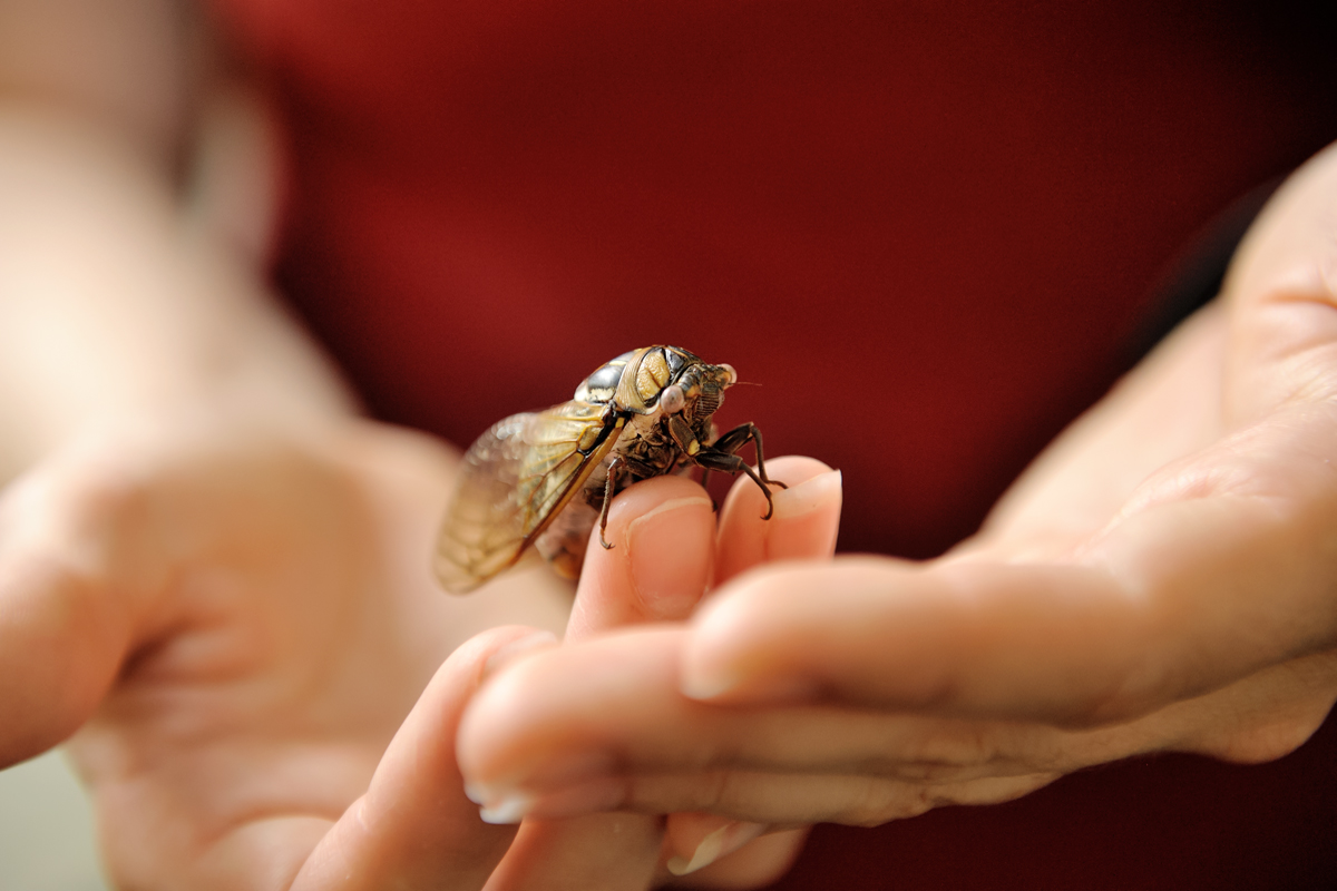 cicada wings