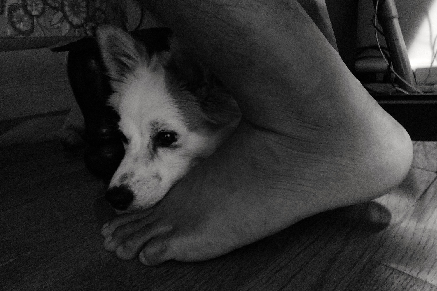 Essential Phone review camera samples foot dog