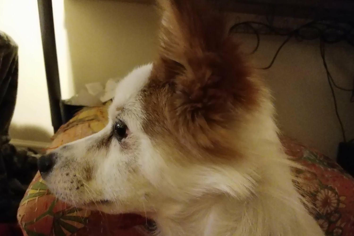 Essential Phone review camera samples dog