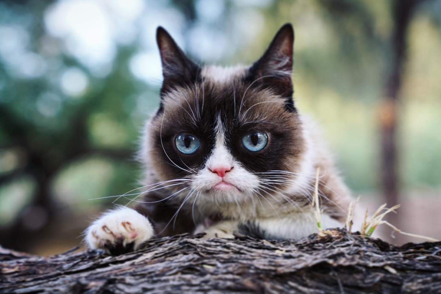 best instagram accounts grumpy 1