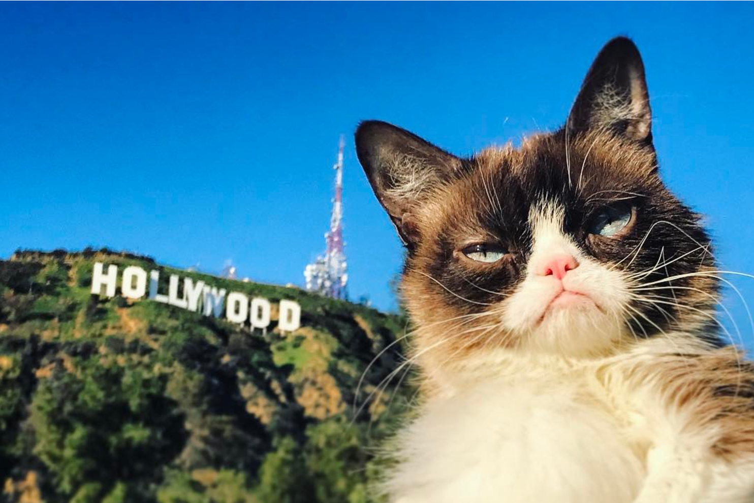 best instagram accounts grumpy 2