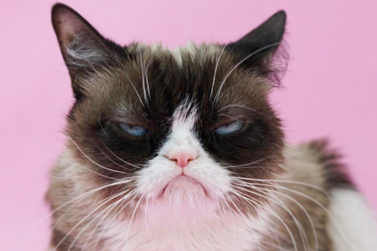 best instagram accounts grumpy 4