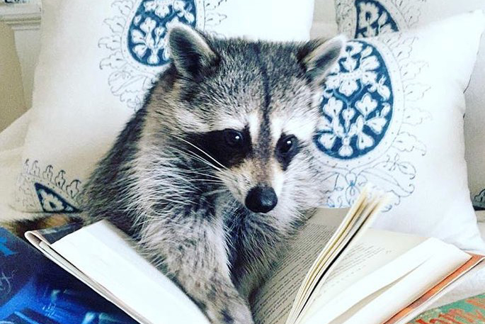 best Instagram accounts raccoon book