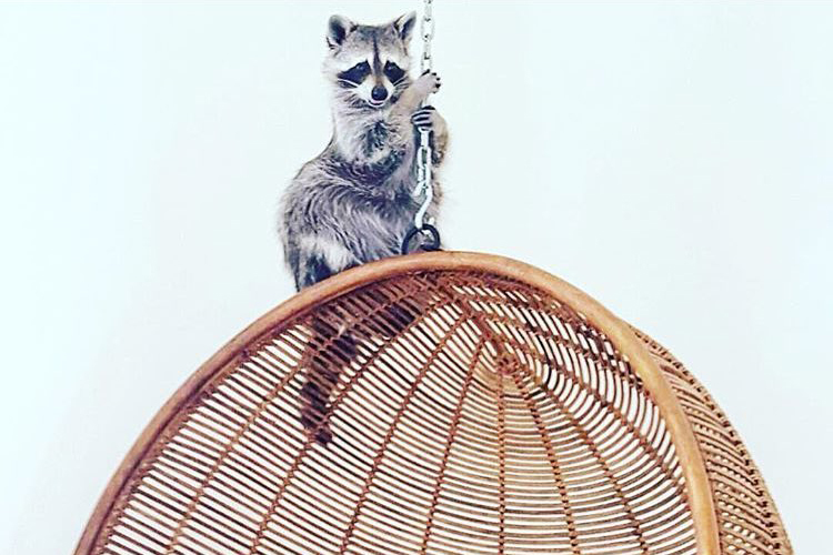 best Instagram accounts raccoon egg hammock