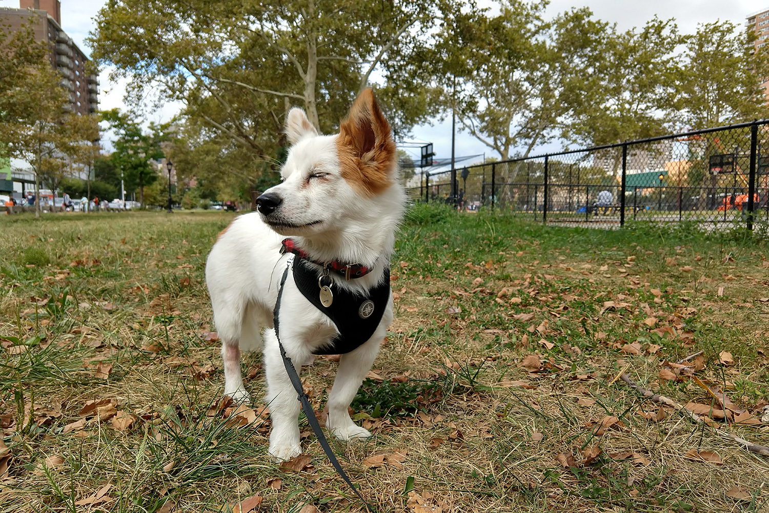 Moto X4 Android One review camera samples regular doggo