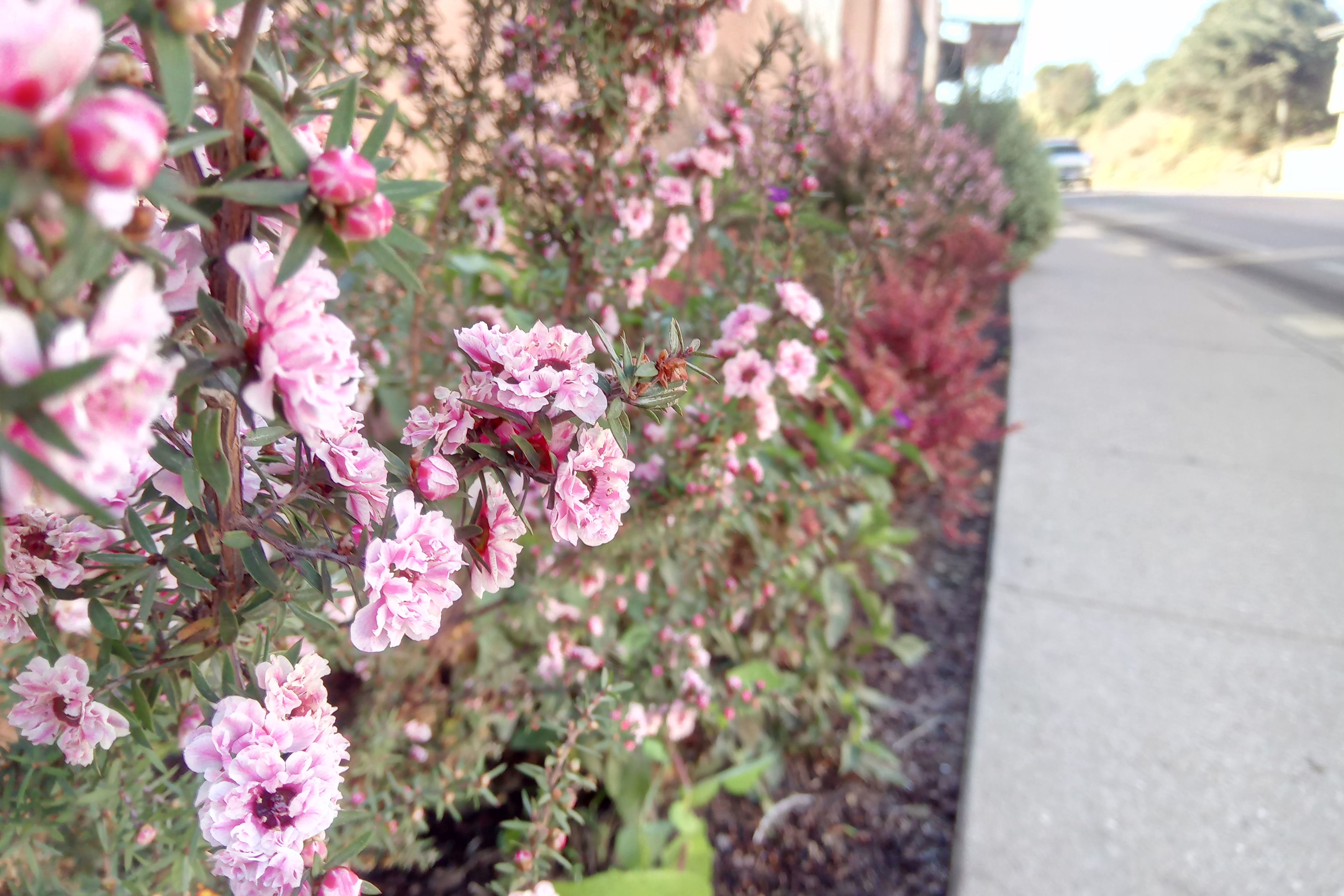 cat s41 review camera sample pink flowers