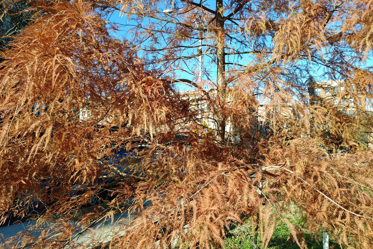 ZTE Axon M camera sample orange